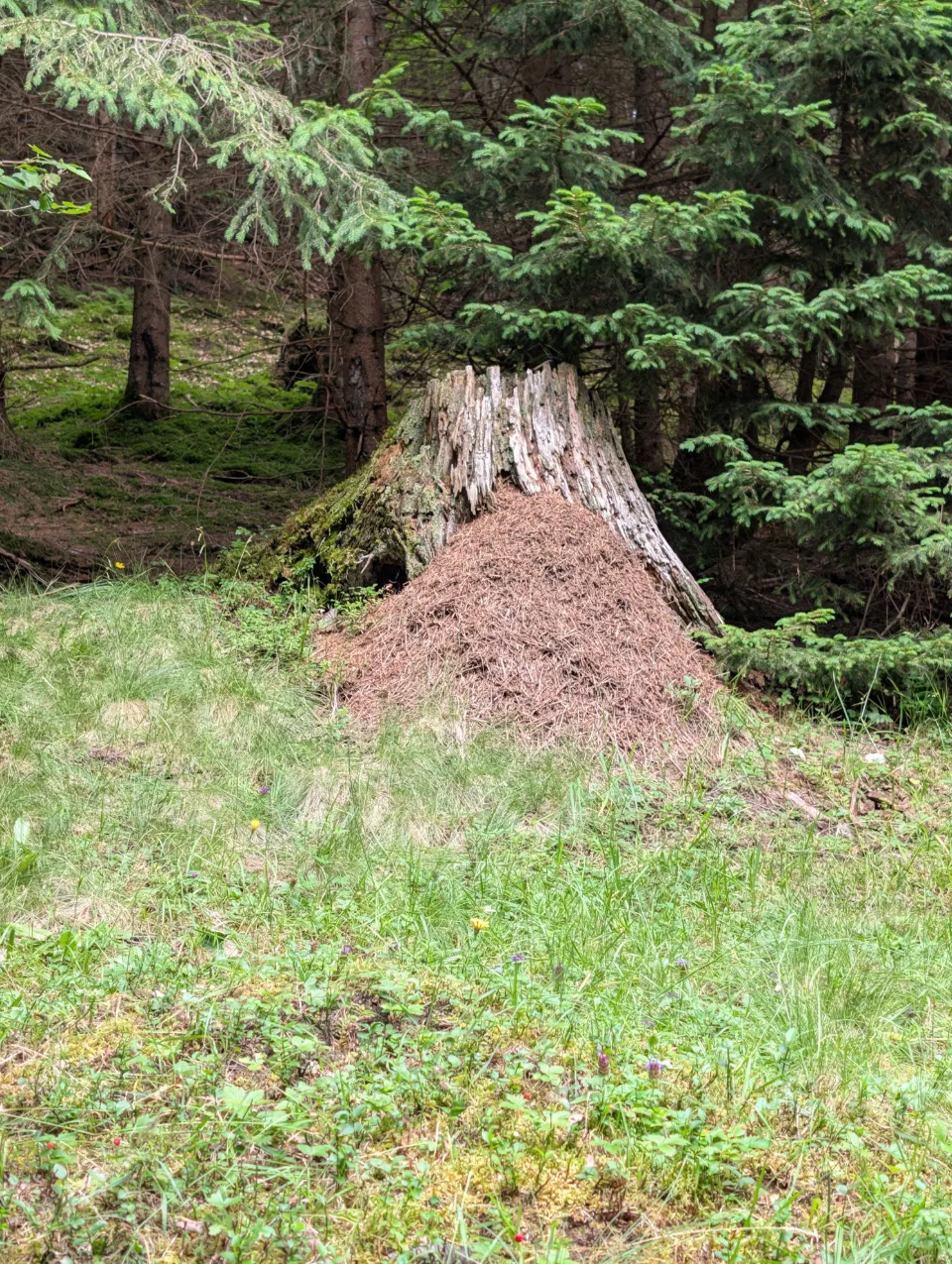 A large ant heap at the forest edge