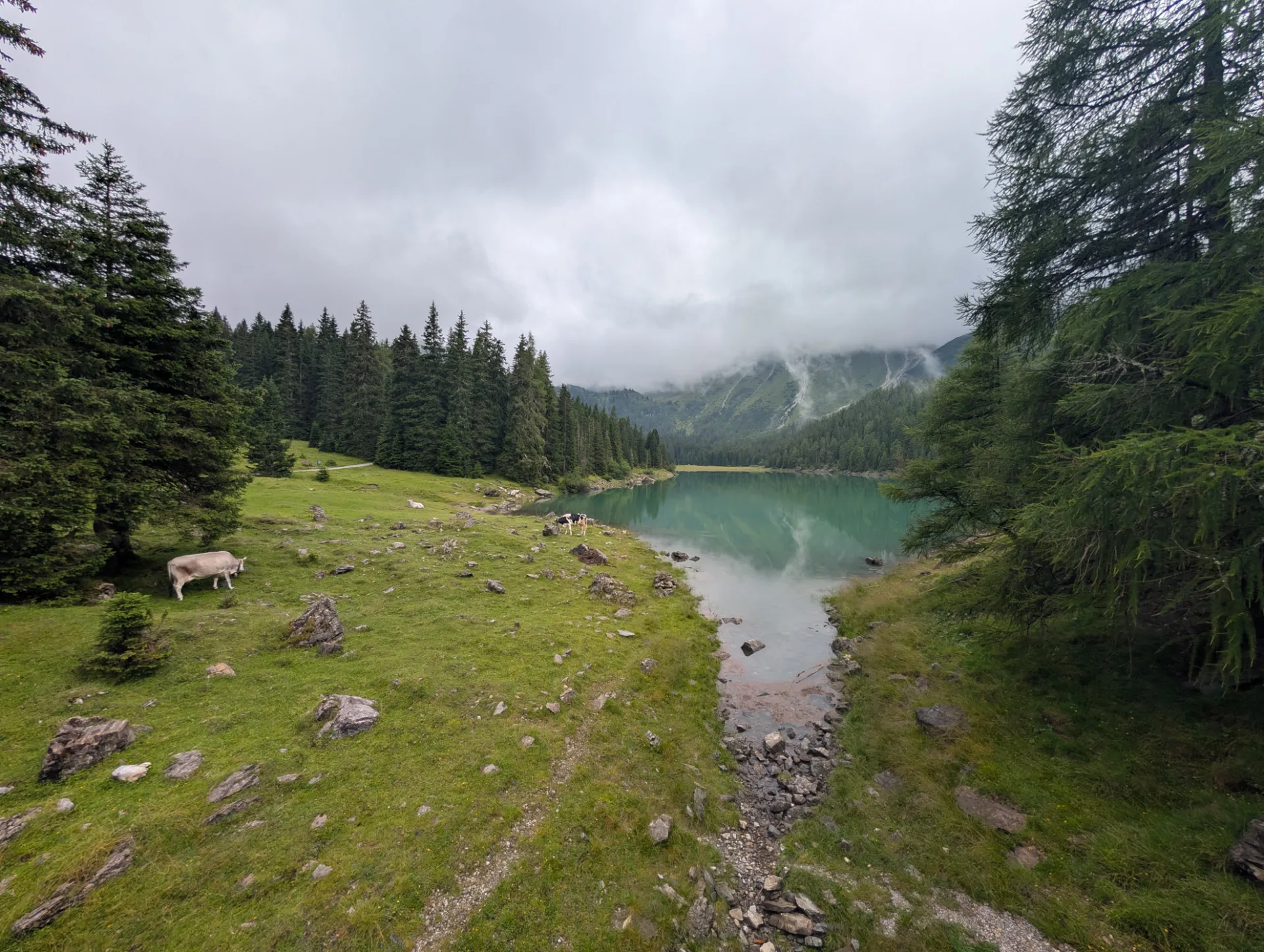 Obernberger See with cows on the shore