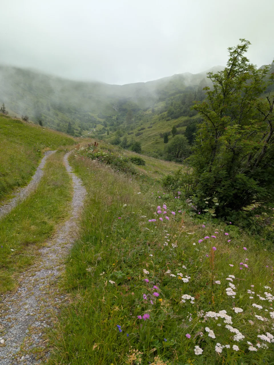 Narrow trail through wildflowers under a cloud-wrapped pass