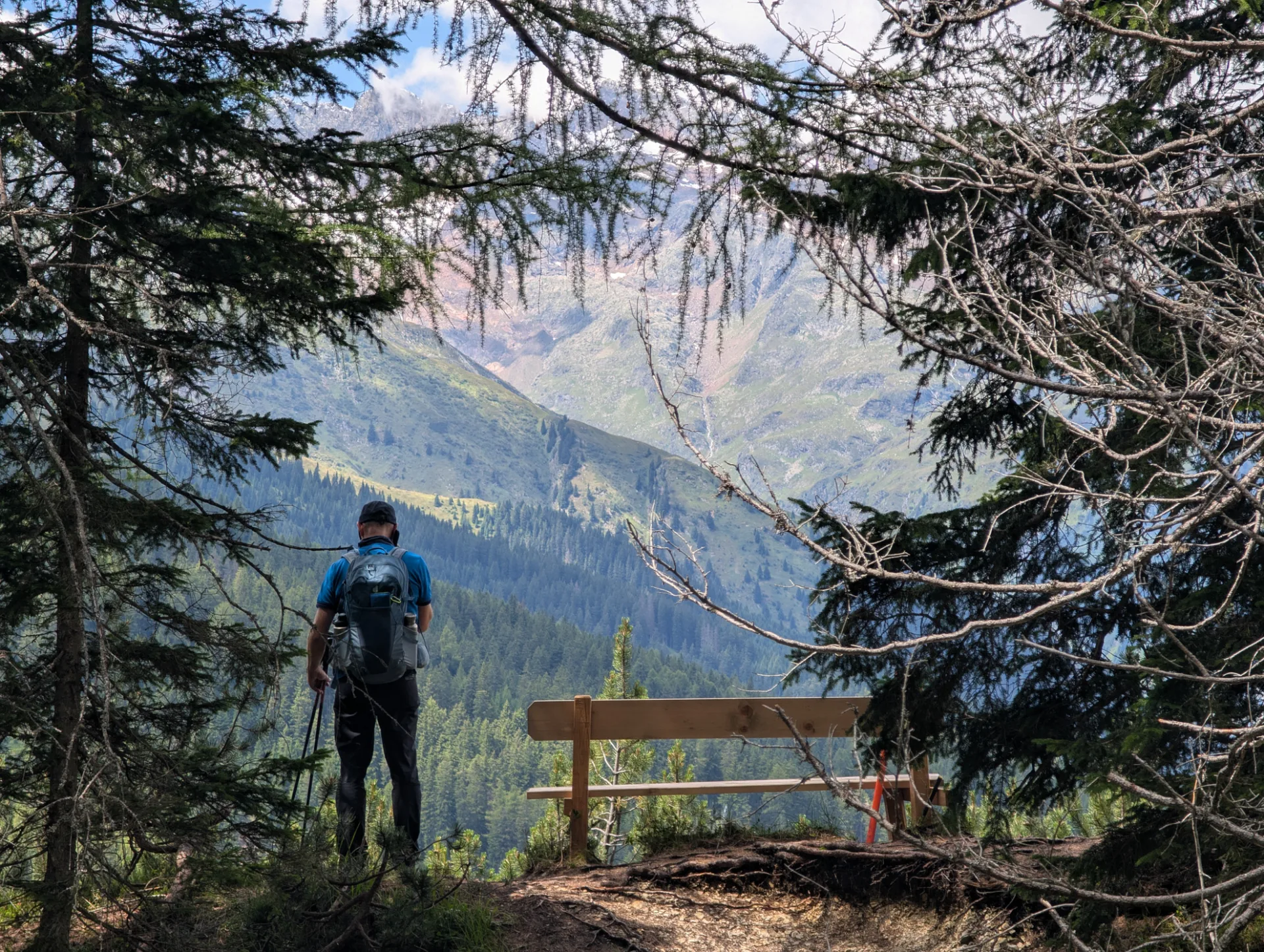 A viewpoint bench on the trail through the larch forest