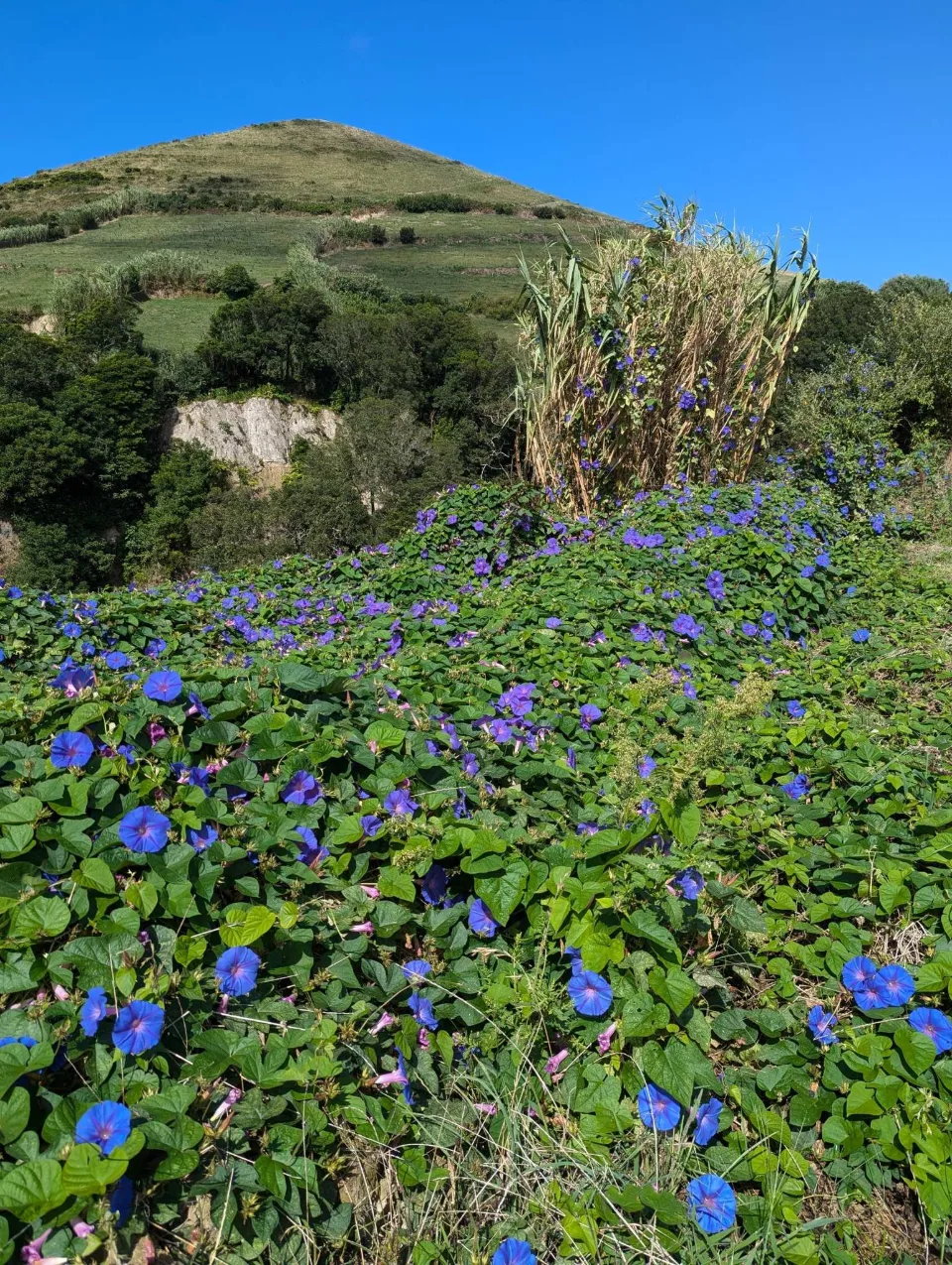A hillside of blue morning glories below a volcanic cone
