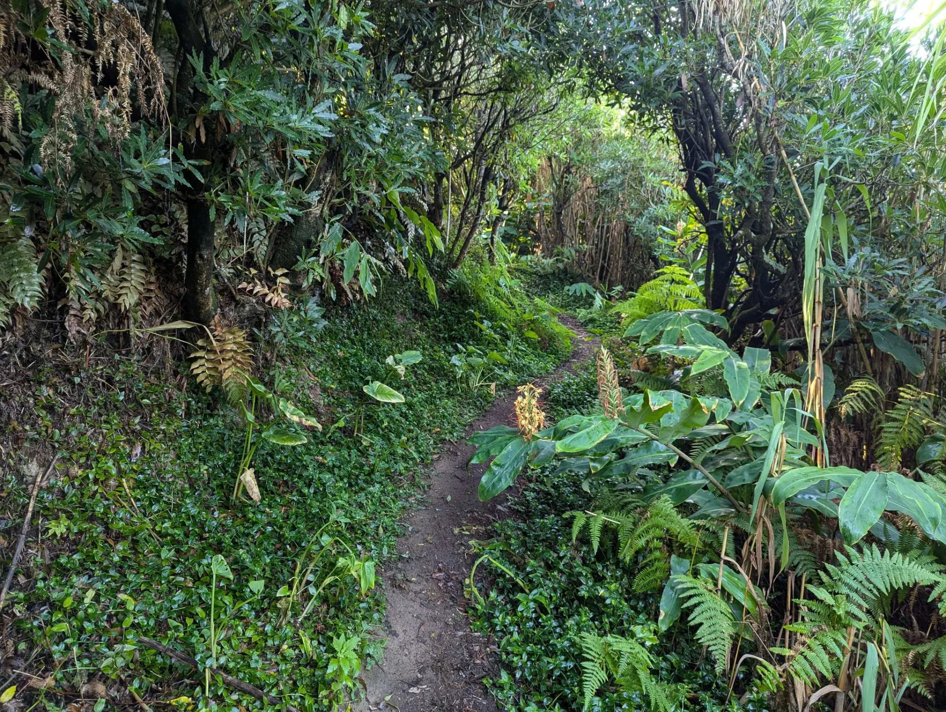 A narrow path through lush subtropical greenery