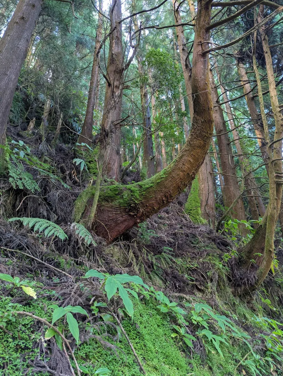 A curved, moss-covered cedar in dense forest
