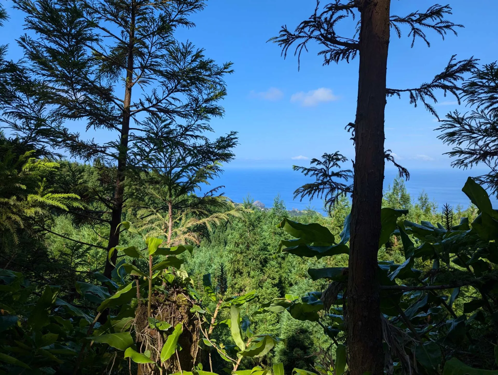 A view through pines down to the Atlantic