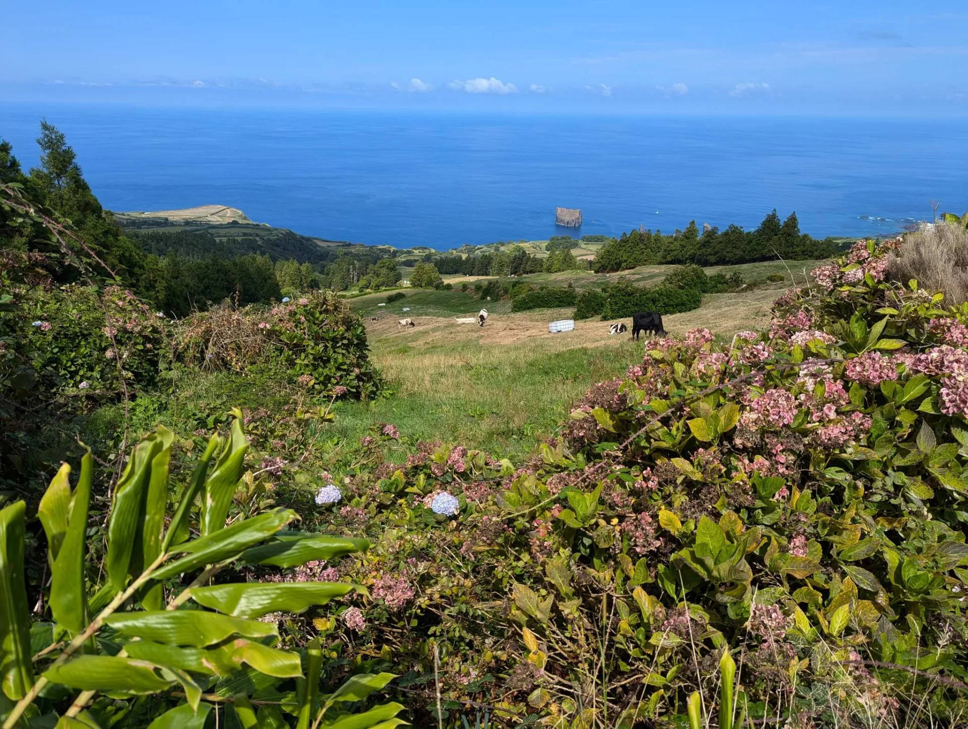 Coastal pasture with cattle above the Atlantic