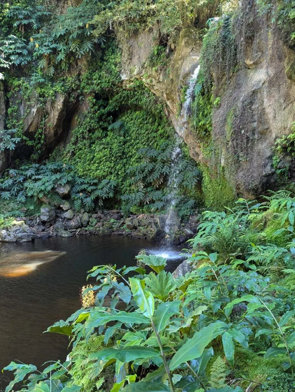 A small waterfall into a forest pool