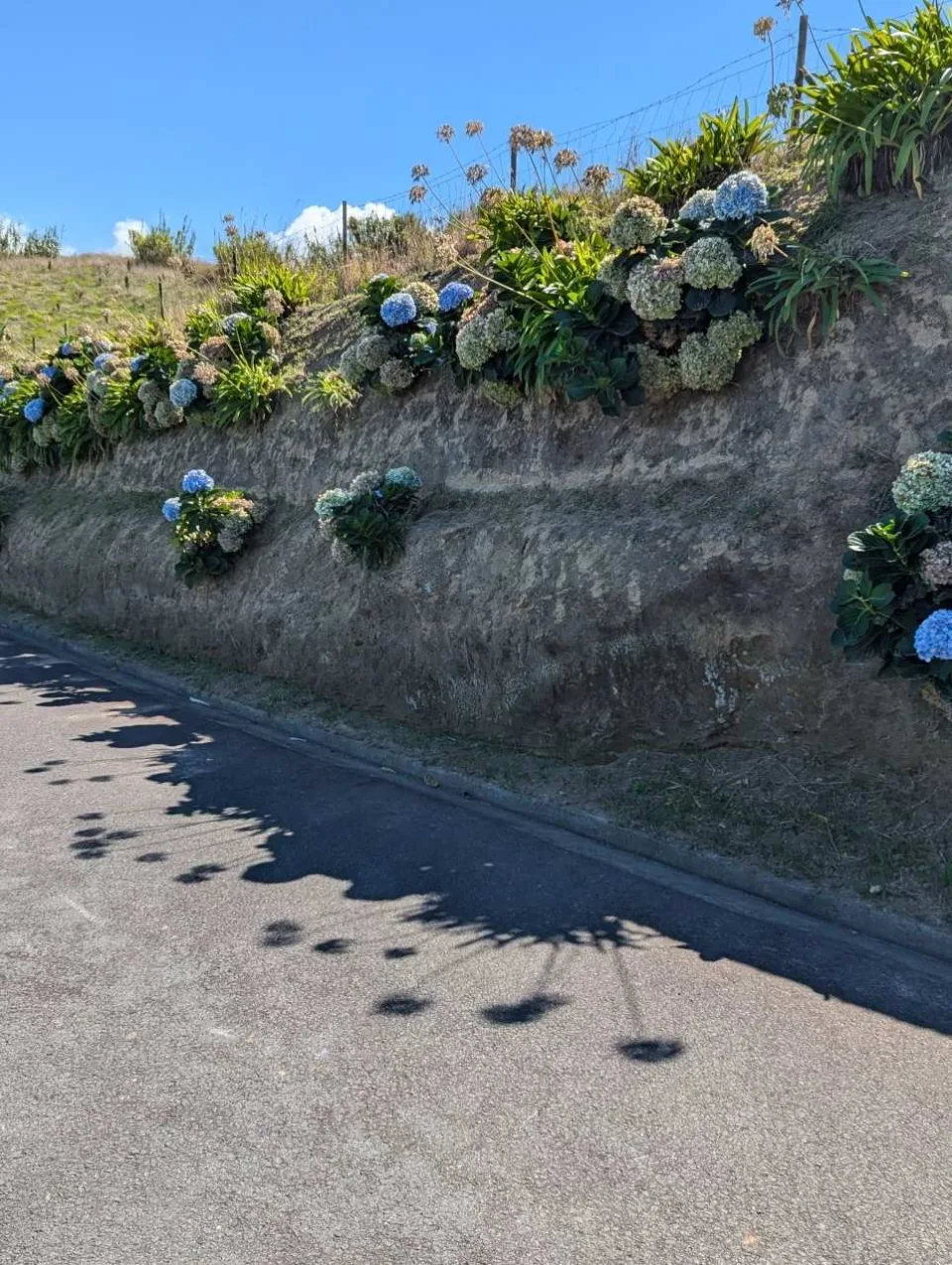 Hydrangeas along the roadside