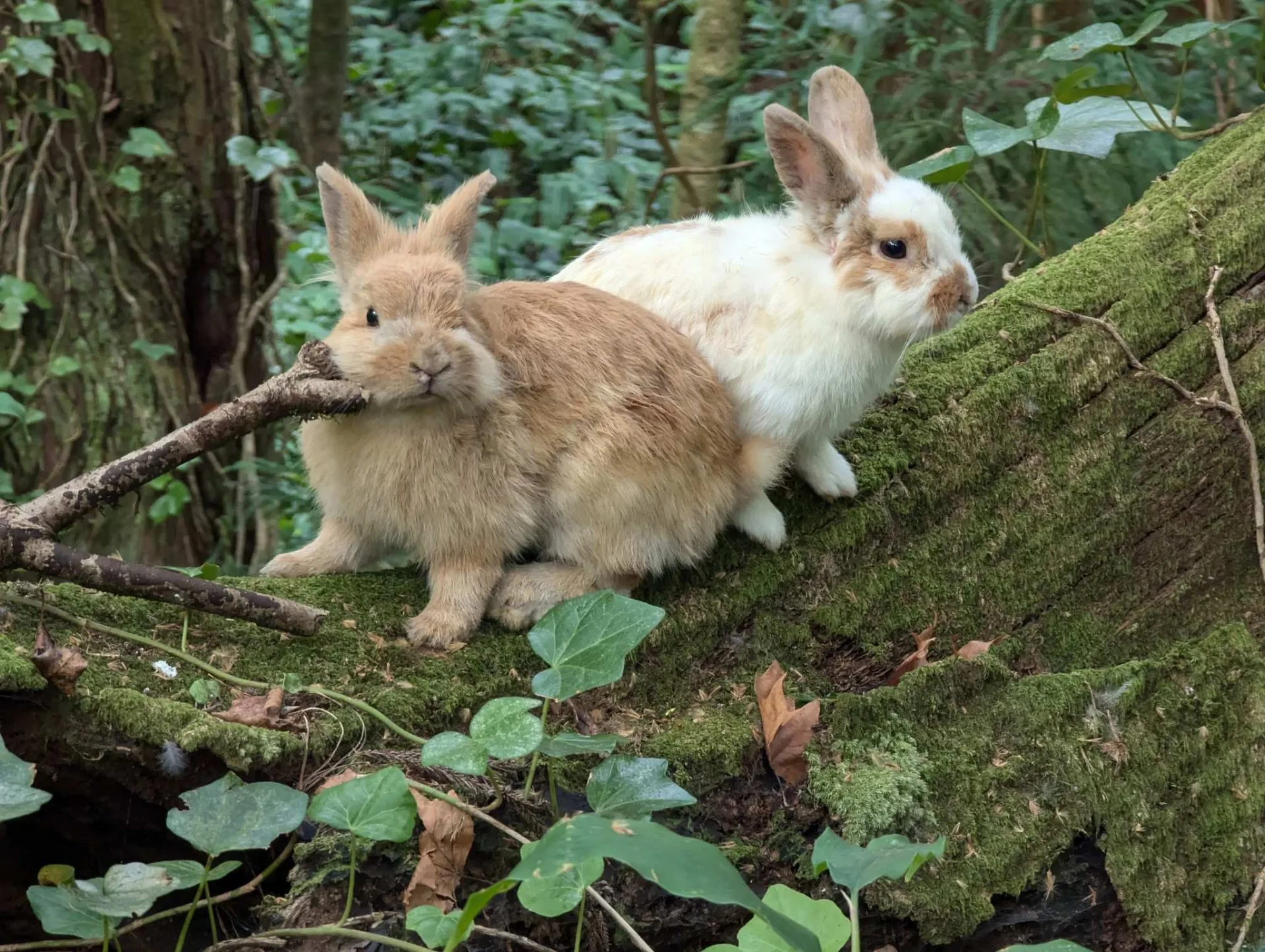 Two rabbits on a mossy log