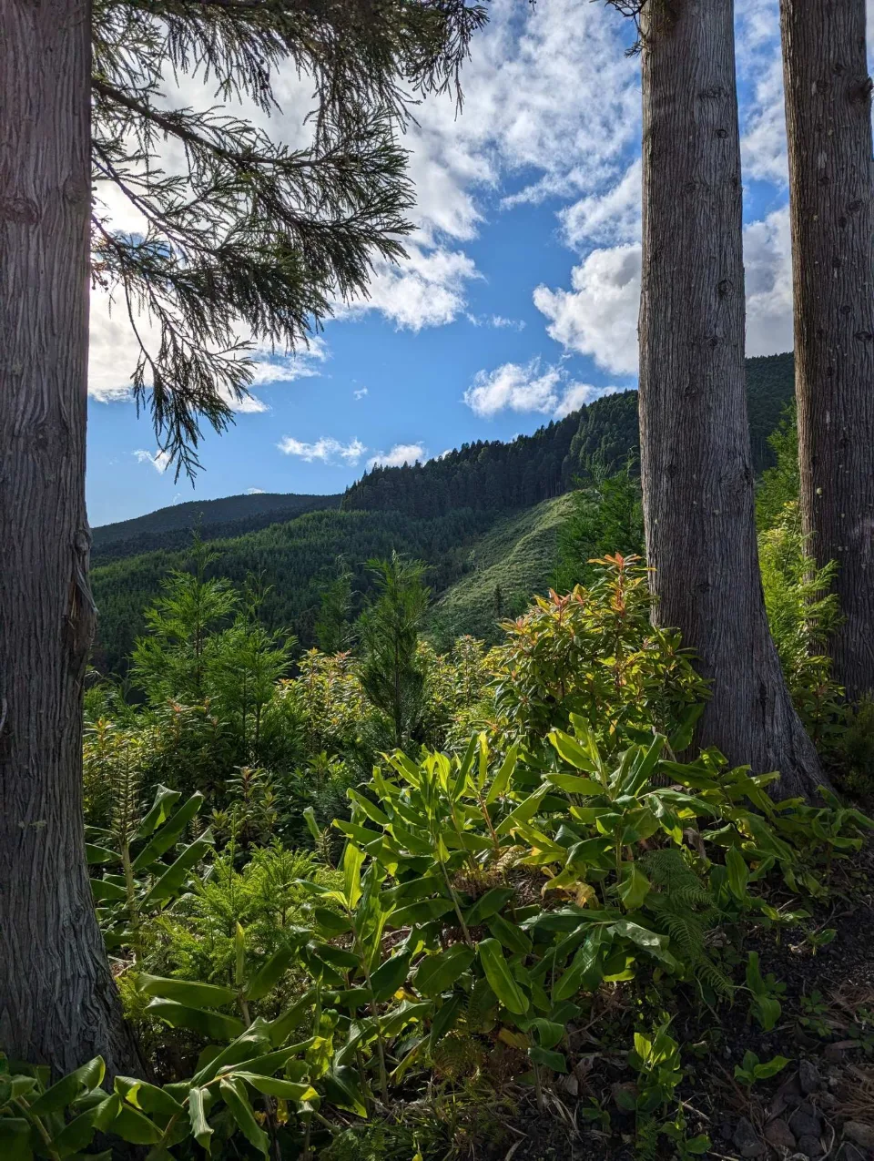 A view through cedars to the Tronqueira mountains