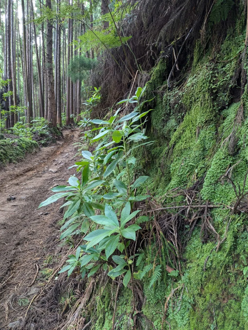 A path through the cedar forest on Pico da Vara