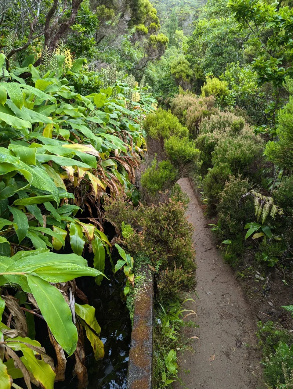 A water-channel path through lush greenery