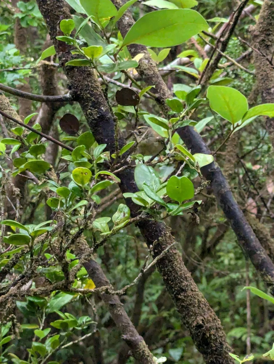 Branches and leaves in the damp cloud forest
