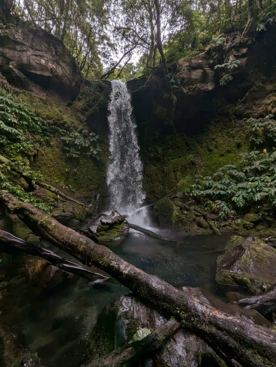 A waterfall into a pool with fallen logs