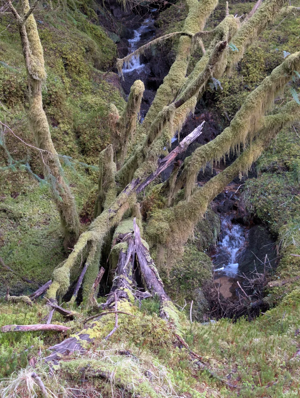 Burn through the mossy forest before A'Chuil