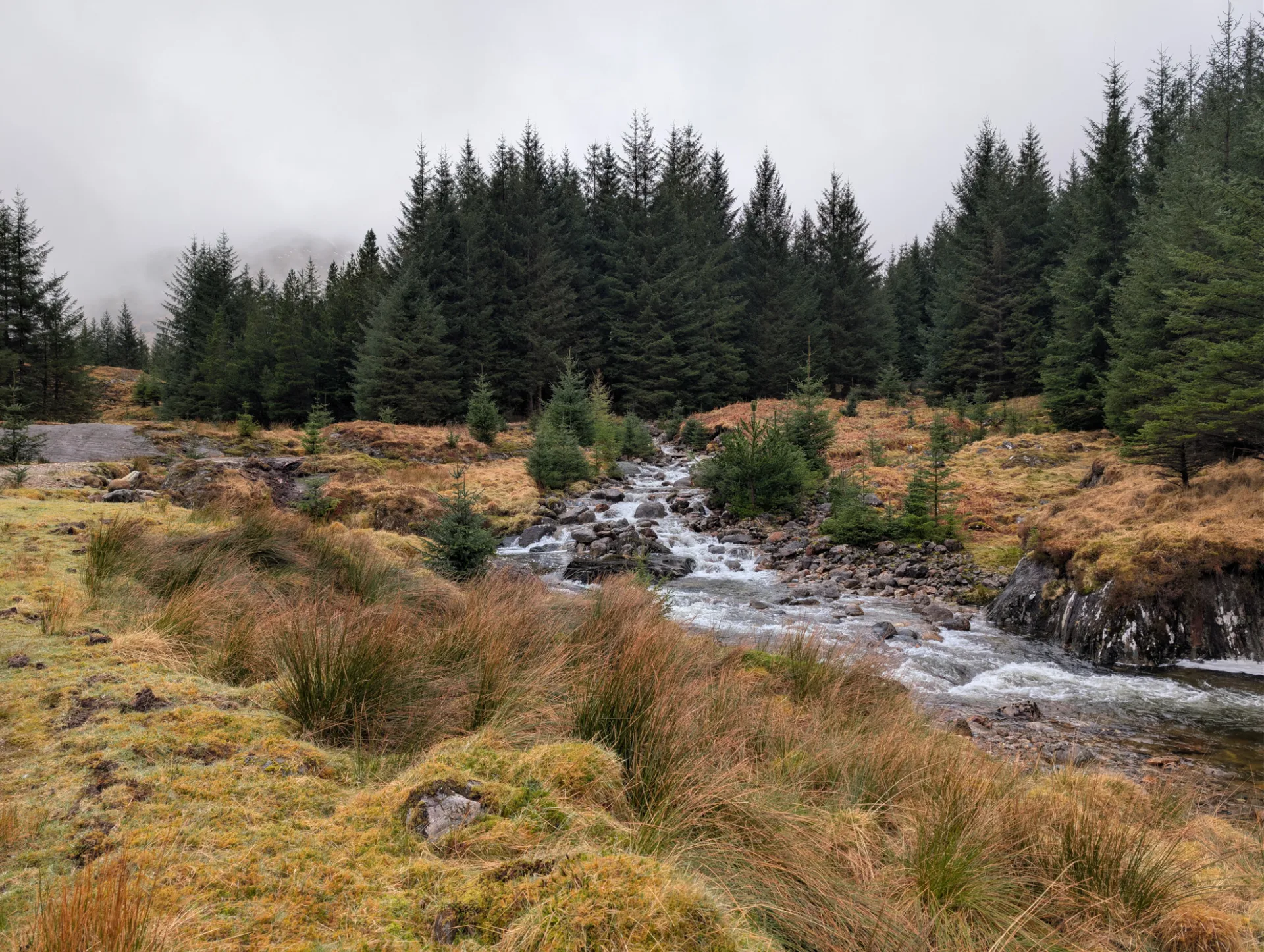 A wild burn through the firs — day 2 begins