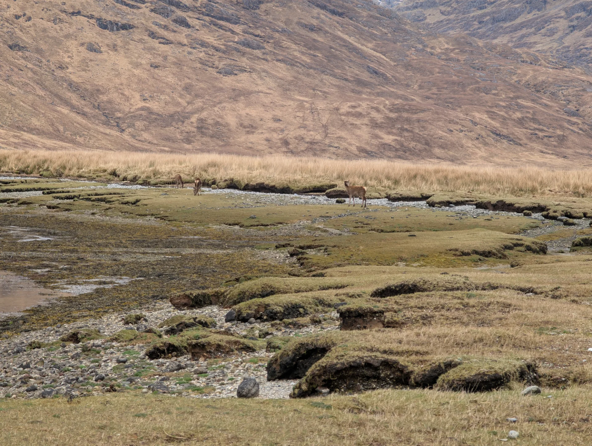 Red deer on the tidal flats