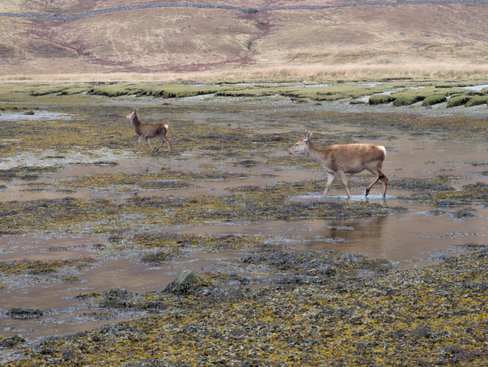 Two stags crossing the flats