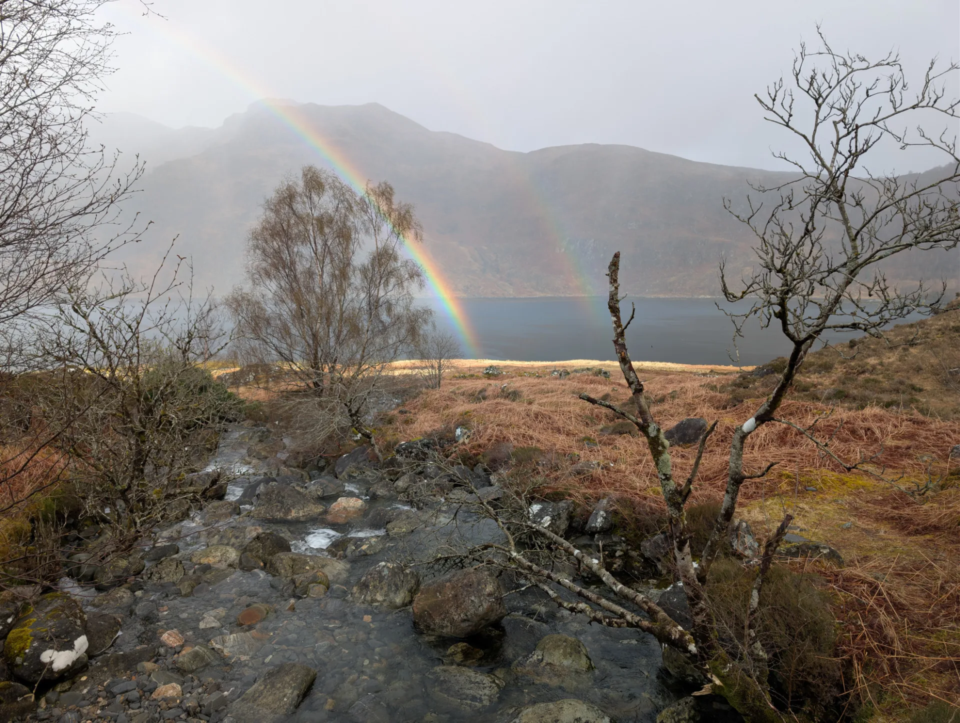 Rainbow framed by bare birches