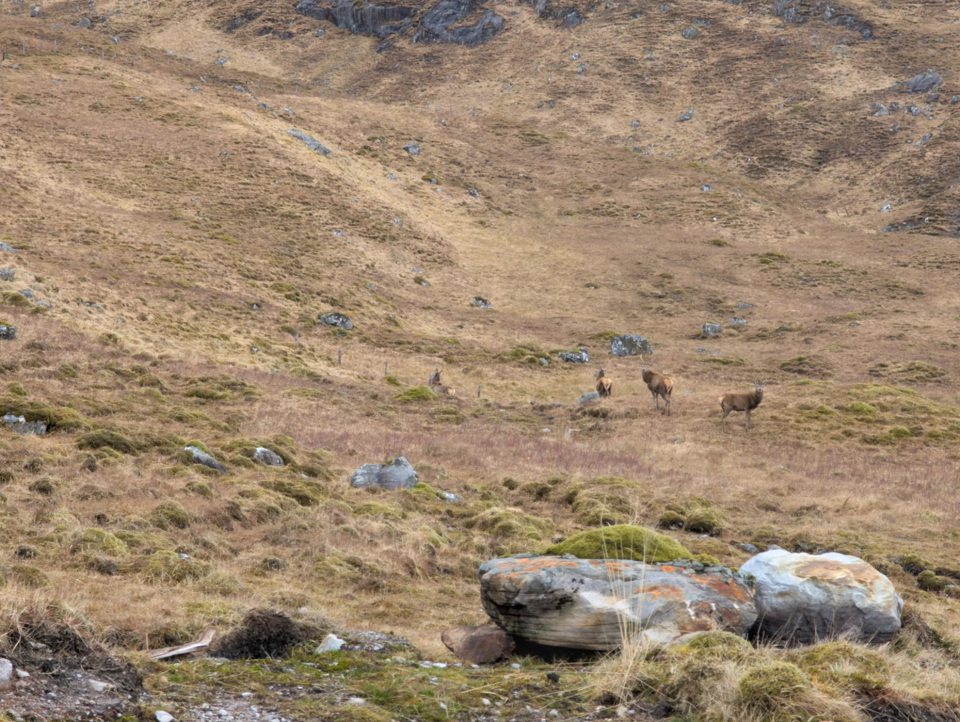 A group of red deer on the slope