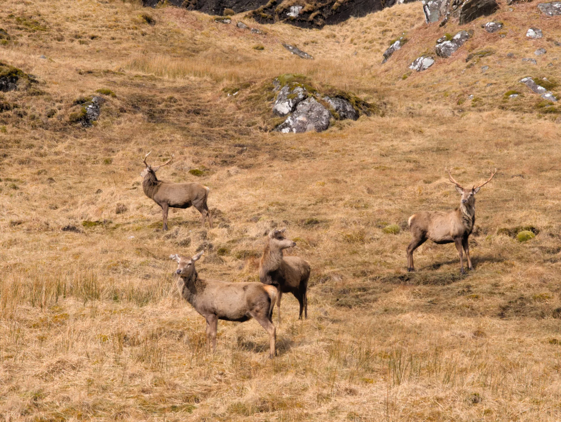 Stags in the highlands — day 4 ends
