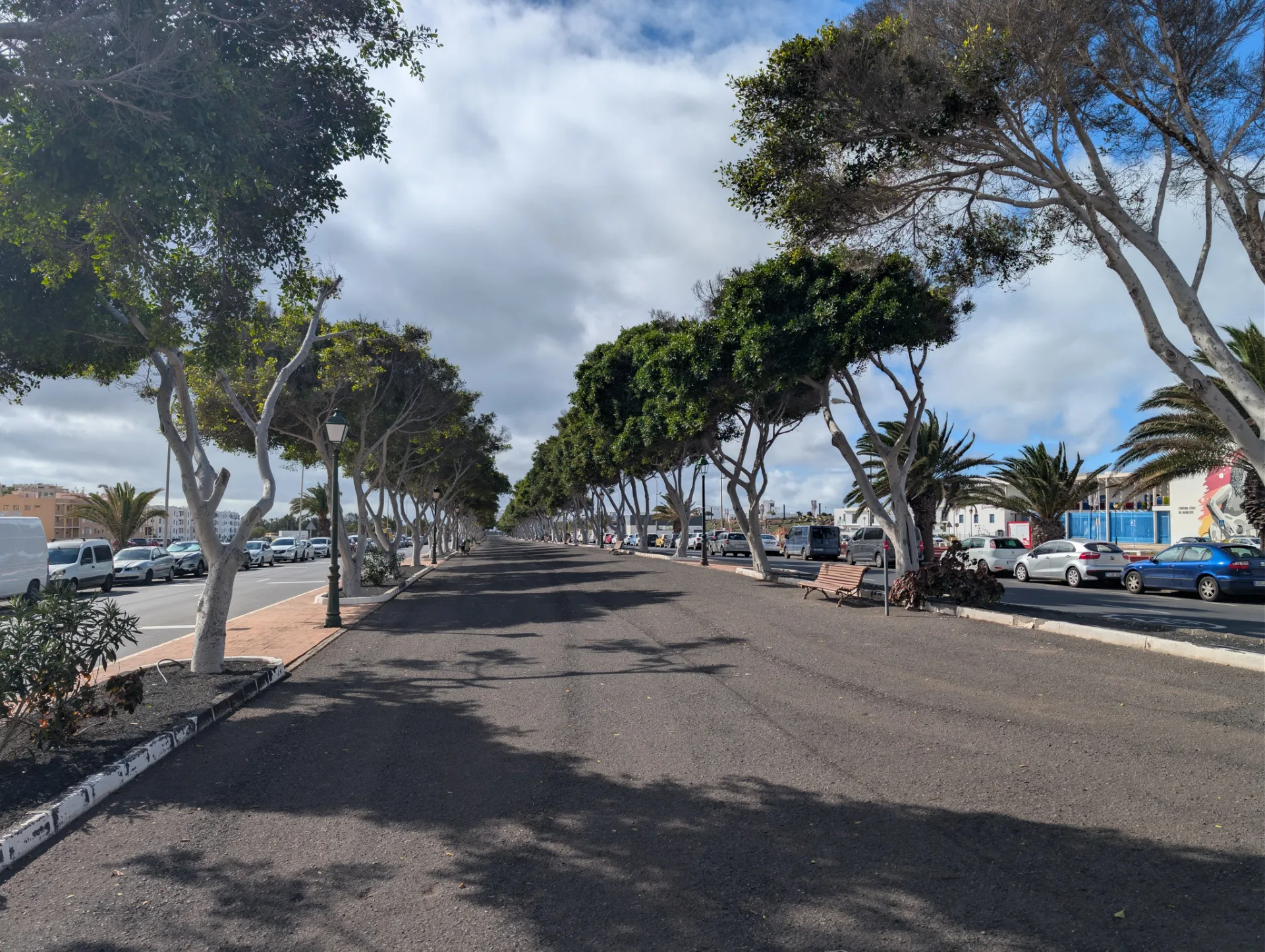 A palm-lined avenue in Arrecife, the island capital.