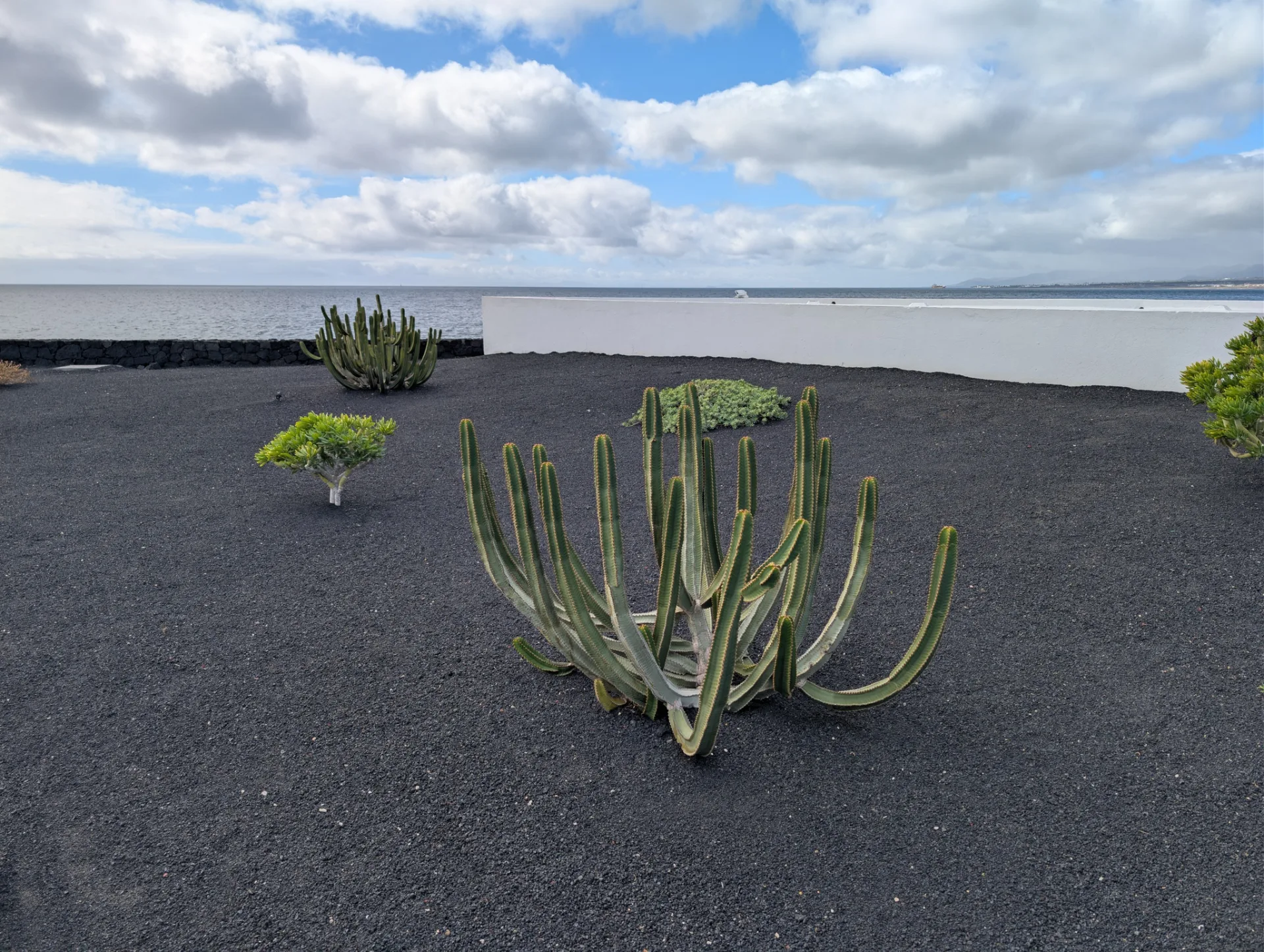 Cardón, the Canaries' candelabra spurge, on black volcanic ground.