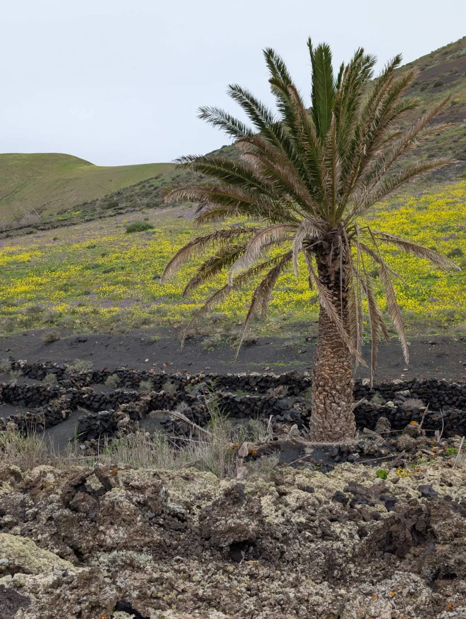 A lone palm above the green winter fields.