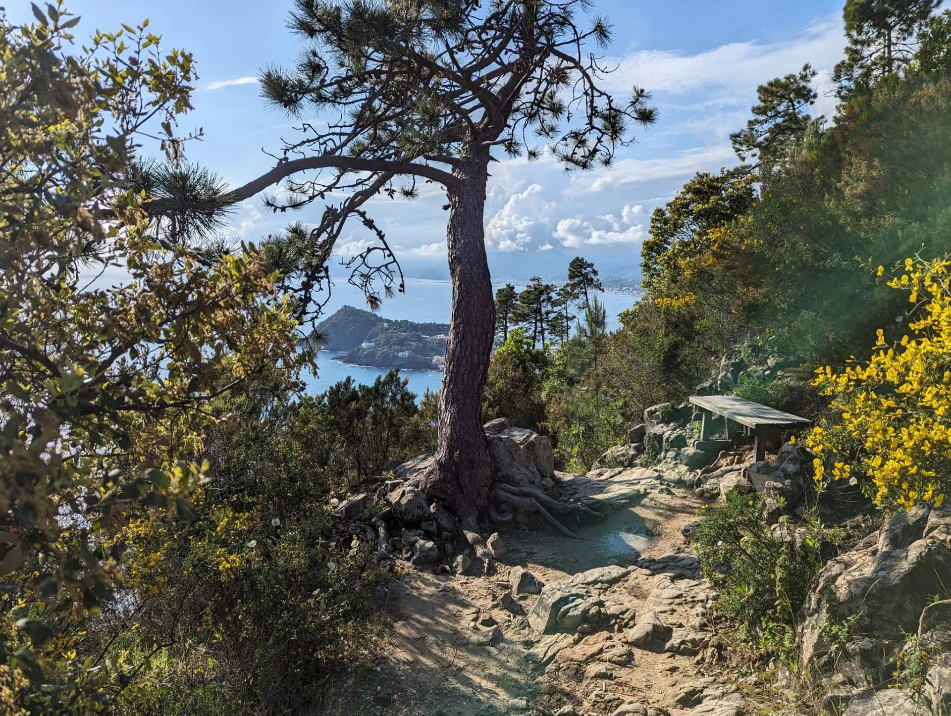 An umbrella pine on a rocky outcrop above the sea