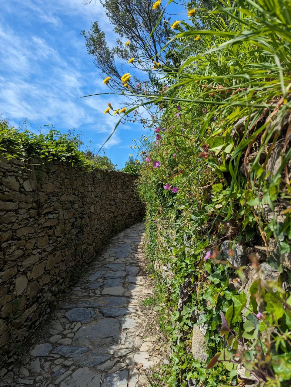 A walled path with spring flowers above the coast