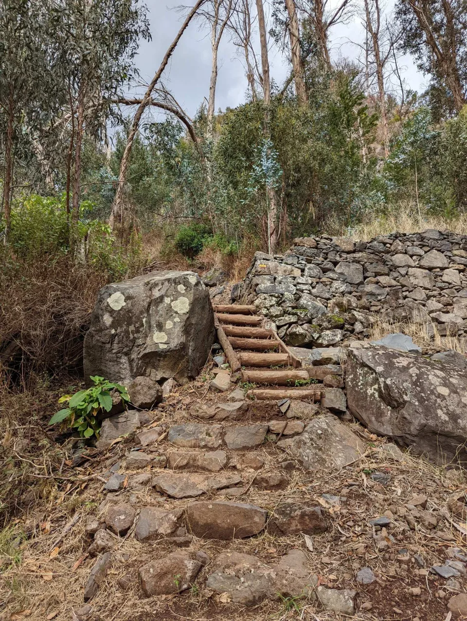 Stone steps through open eucalyptus woodland
