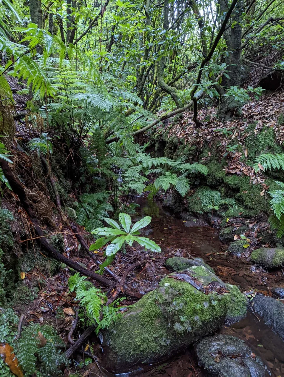 A stream in the mossy laurel forest