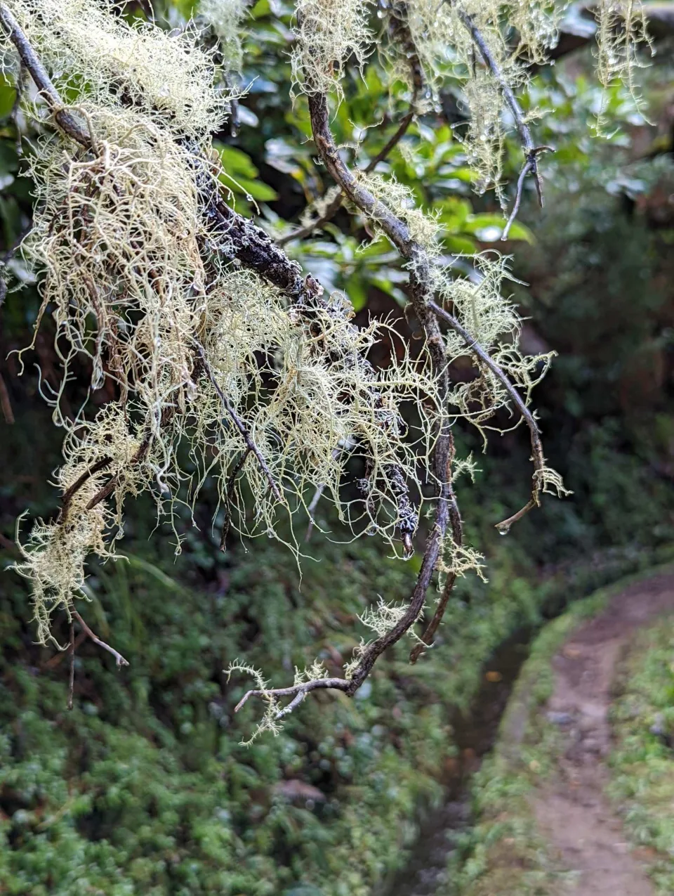 Beard lichen hanging over the levada path