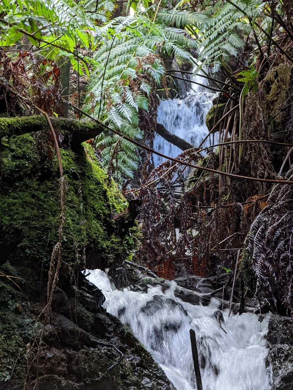 A cascade among tree ferns