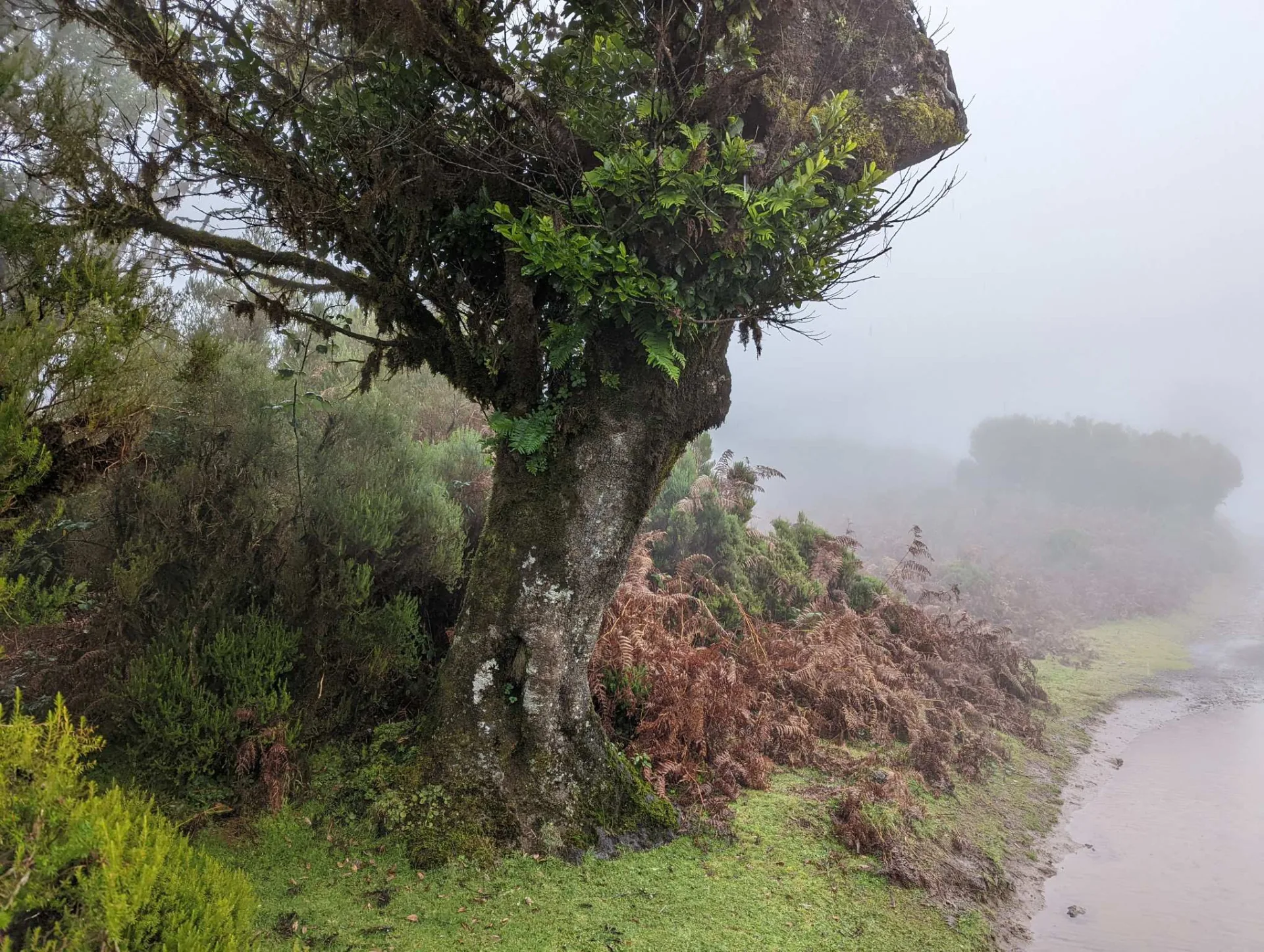 An ancient laurel tree in the Fanal mist