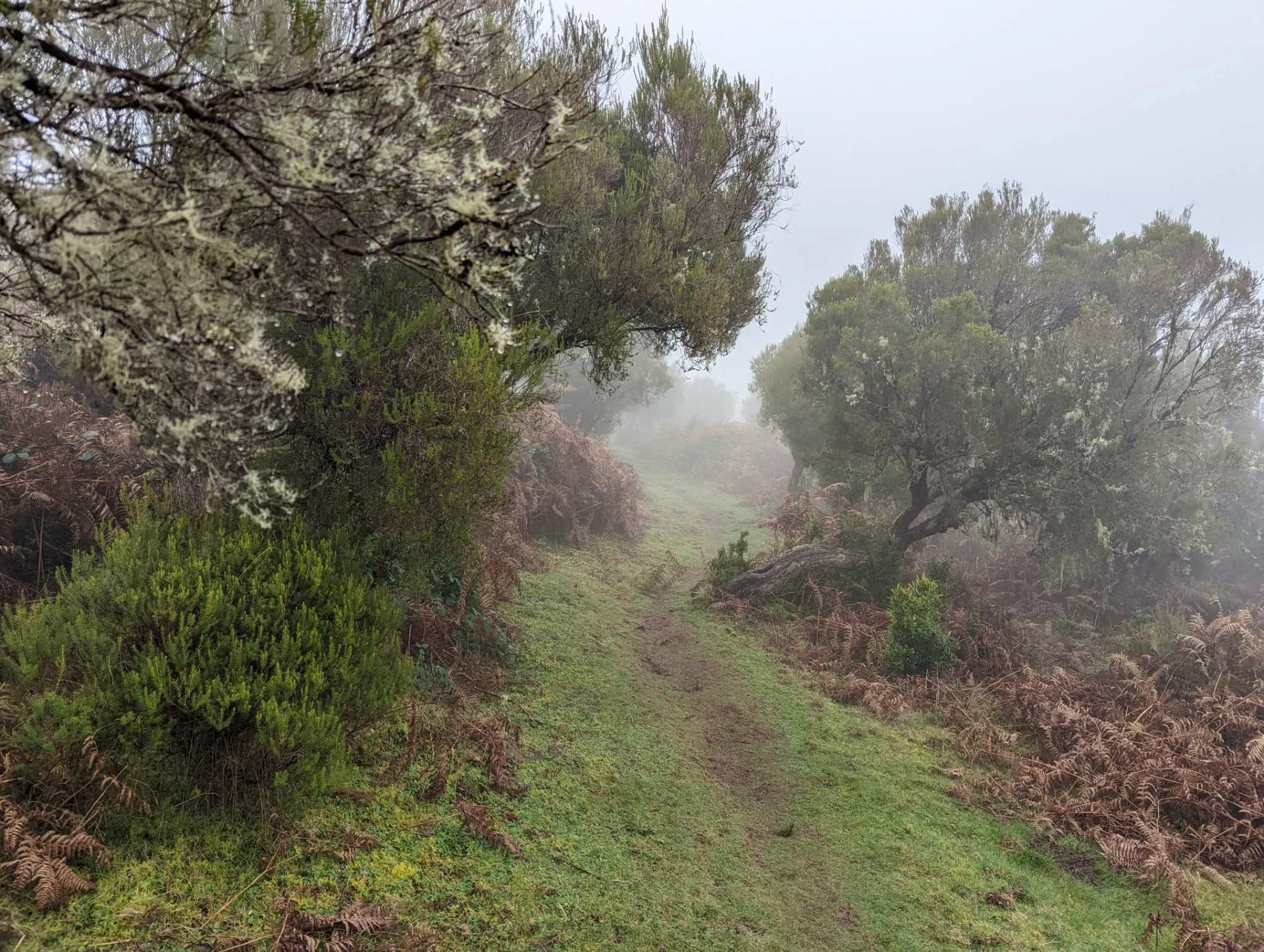 A grassy path across the misty Fanal plateau