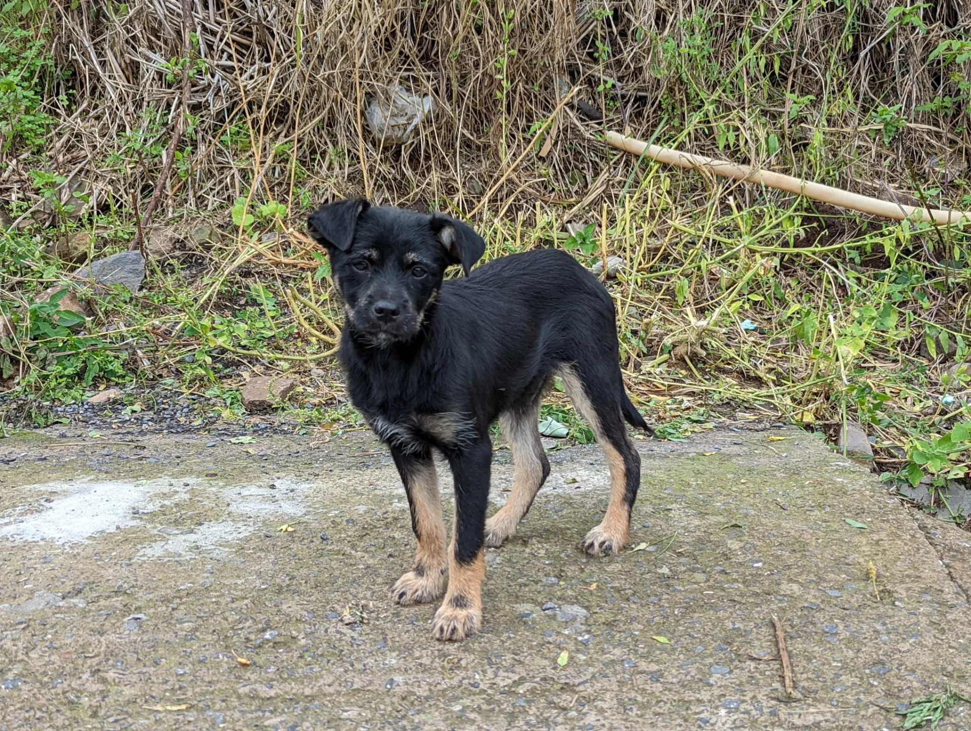 A young dog beside the path near Larano