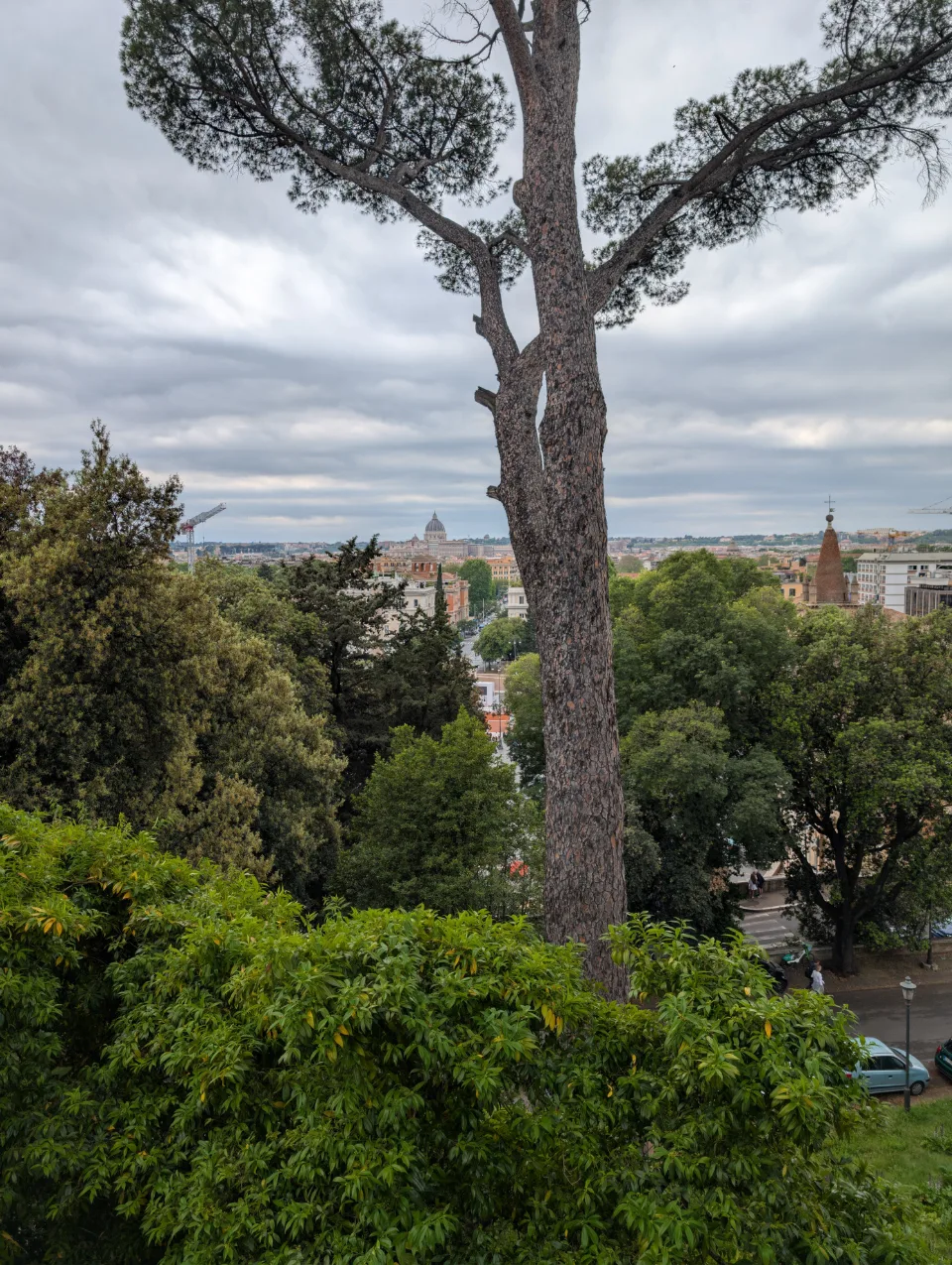 Stone pine in front of the park, St. Peter's dome small in the background
