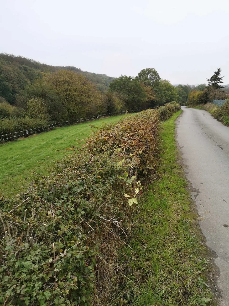 Between dense hedges the route climbs — the loop gains height, now in sunshine.