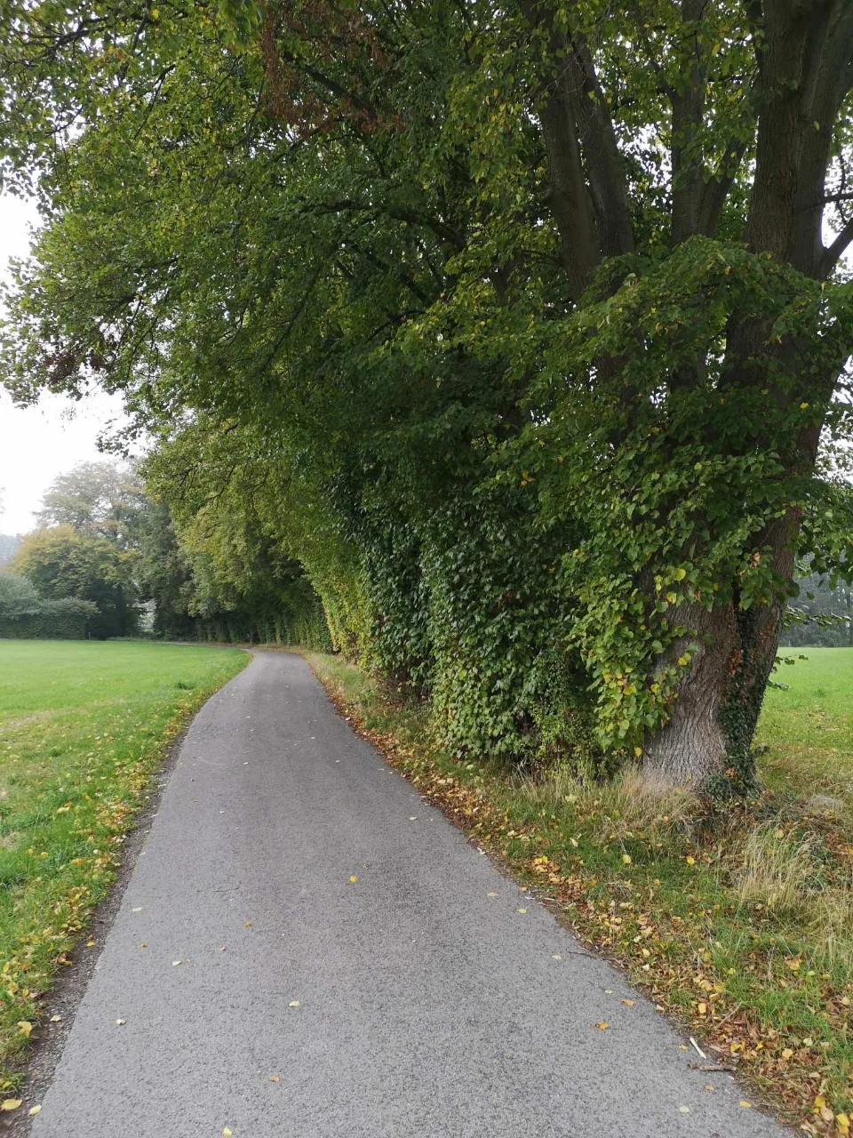 A quiet little lane under old trees, dappled by the morning sun.