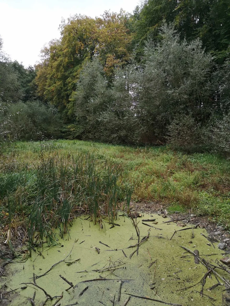 A small pond by the path, covered in duckweed.