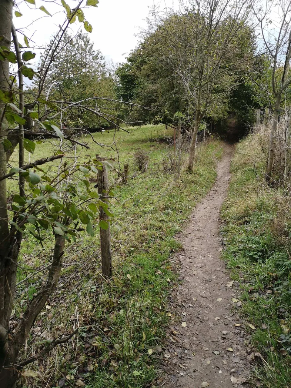 A narrow path through the scrub; the light slowly turns golden.