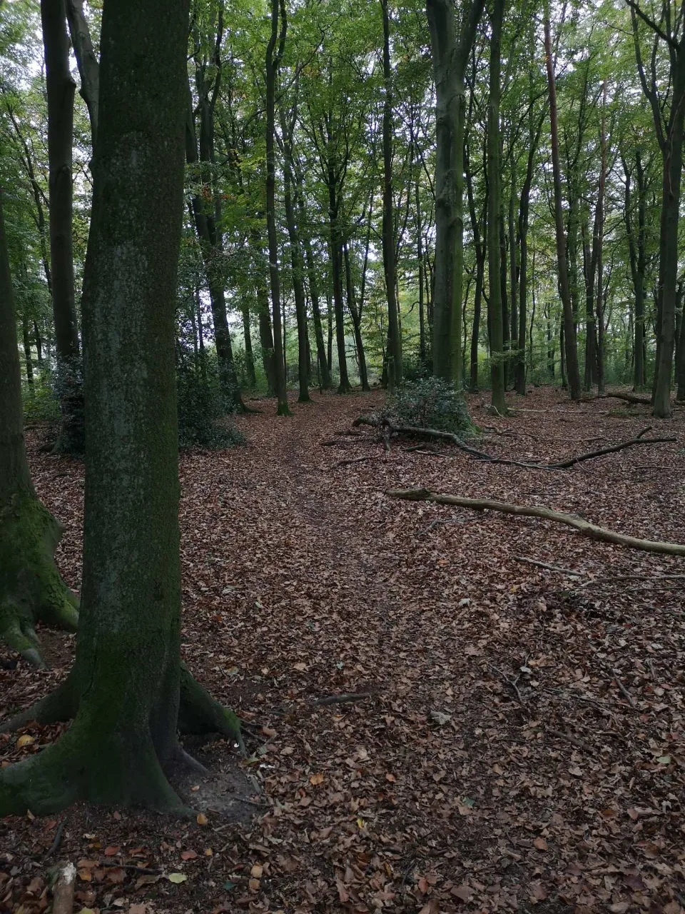 Through tall beech woods over rustling leaves, just before sunset.