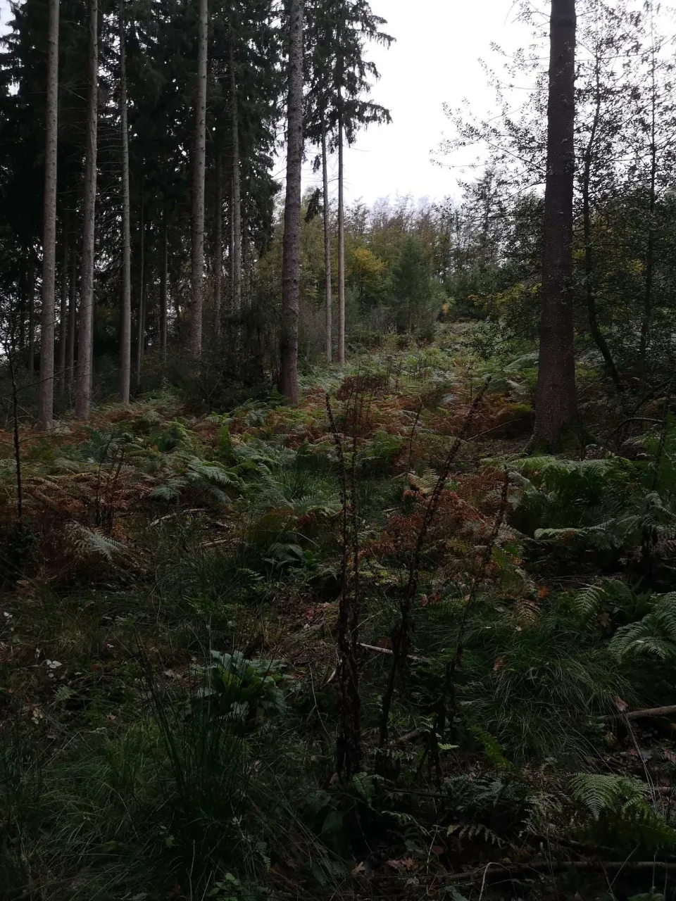 The last kilometres through the darkening forest — those did take it out of me after all.