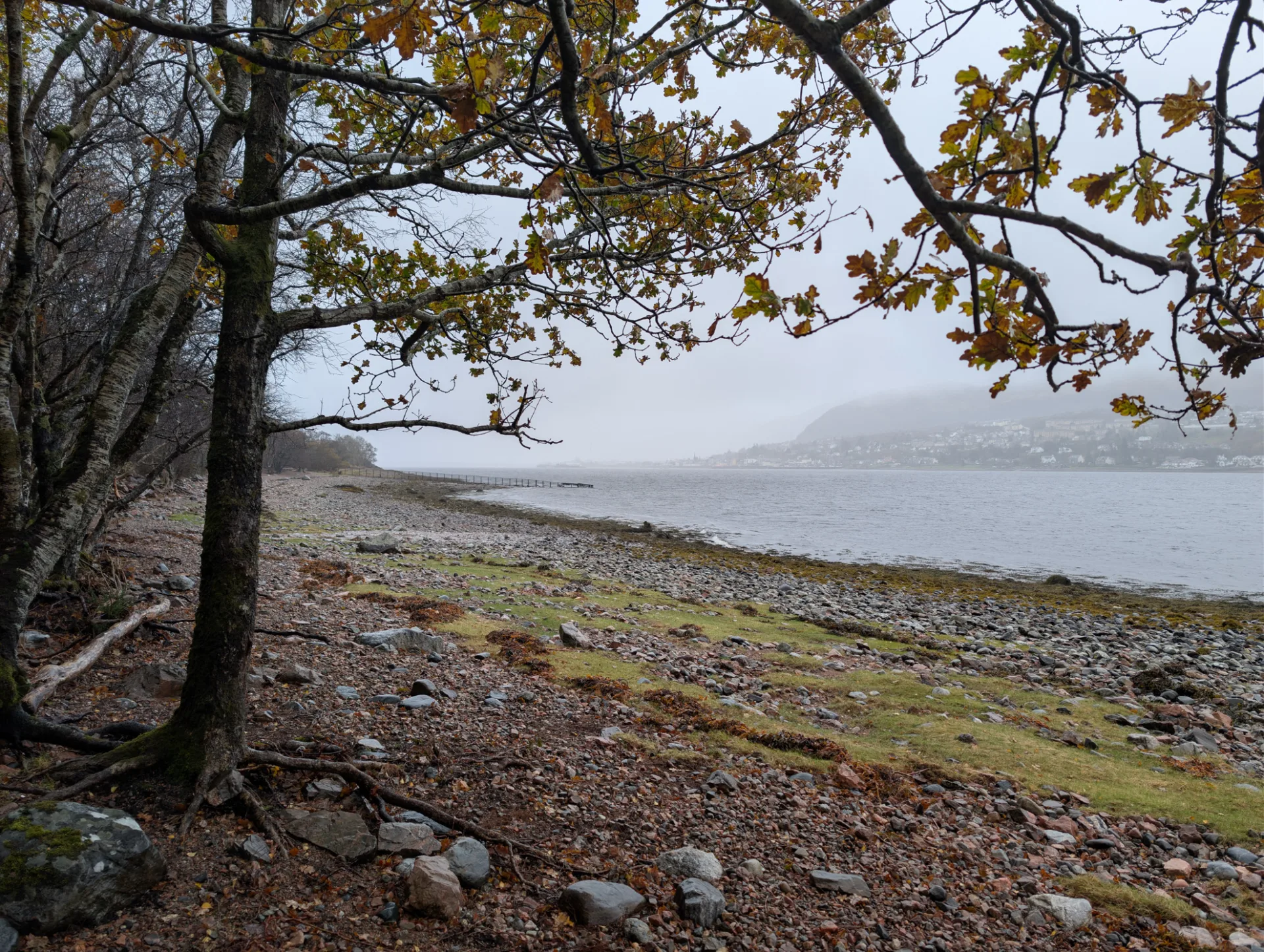 Oaks on the loch shore — autumn leaves still clinging, the loch hazy beyond