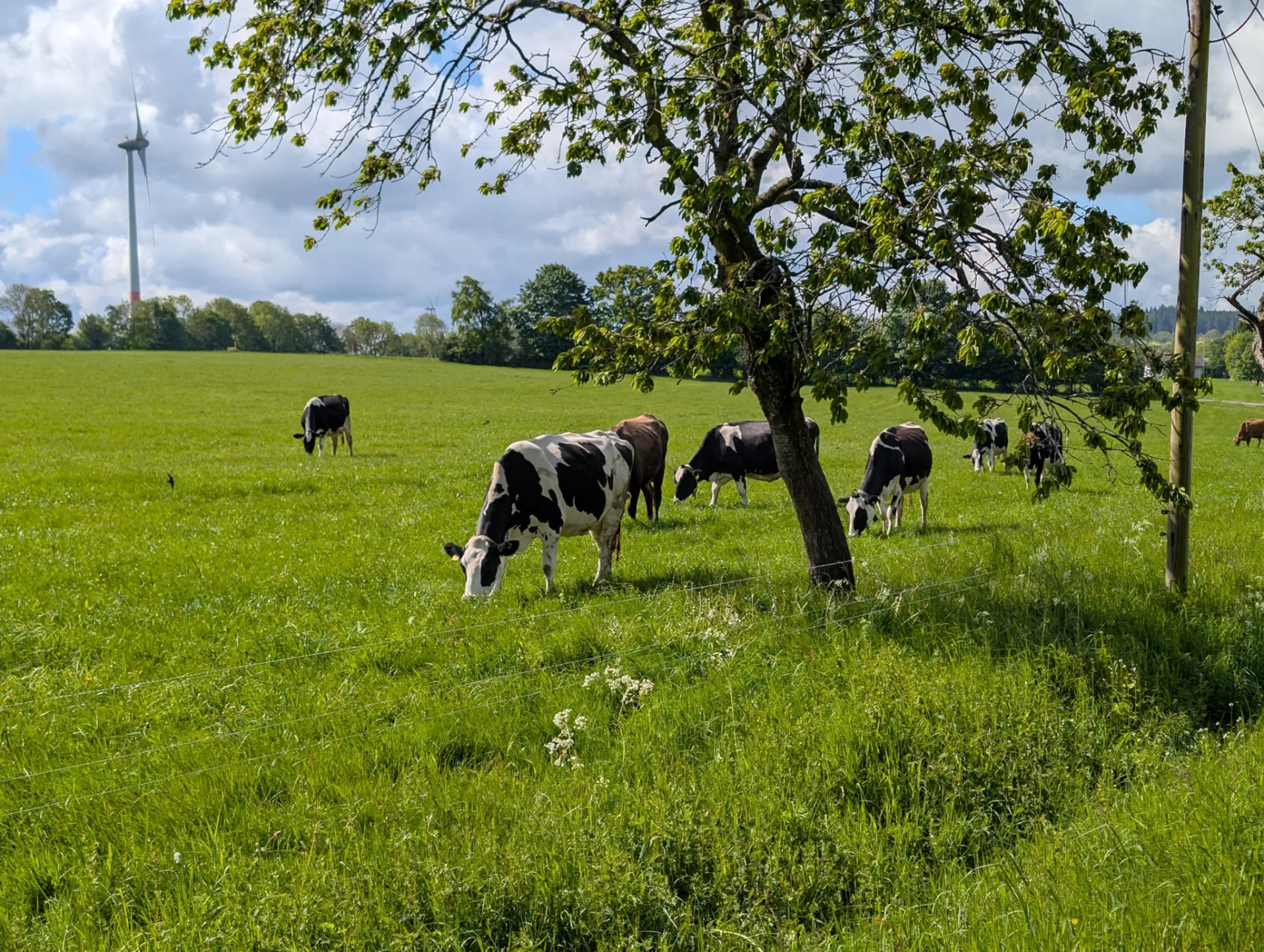 Cattle under a tree, a wind turbine beyond.