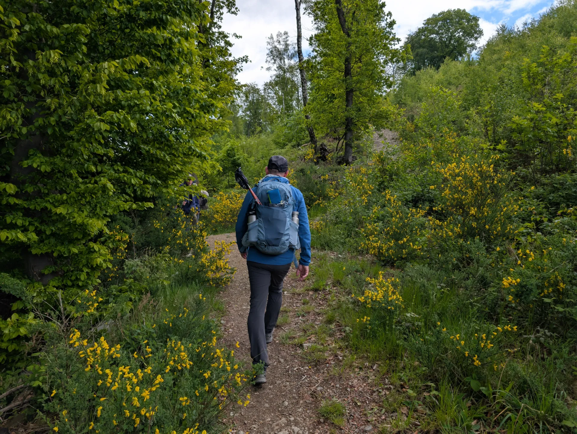 A fellow walker on a narrow path through flowering broom.