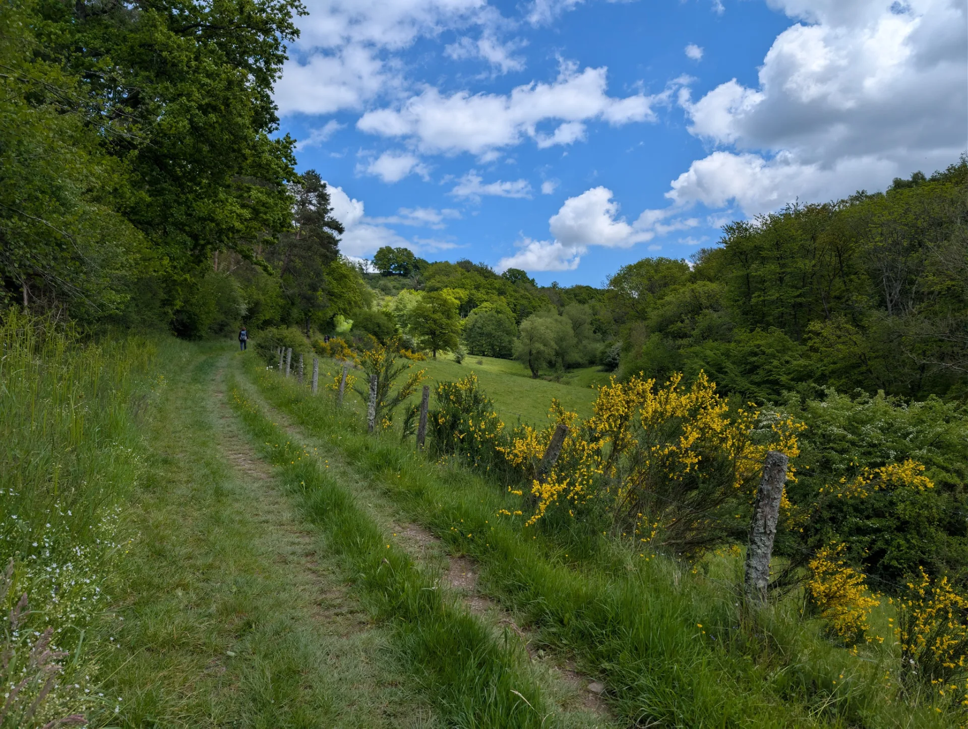 A grassy track through flowering broom, a fellow walker ahead.