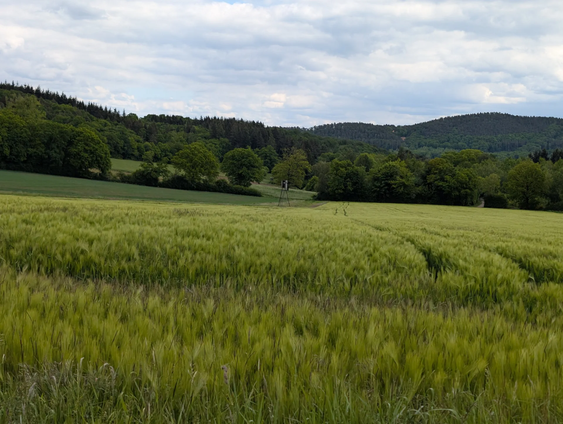 Barley field and a hunting stand, the wooded Eifel ridges behind.