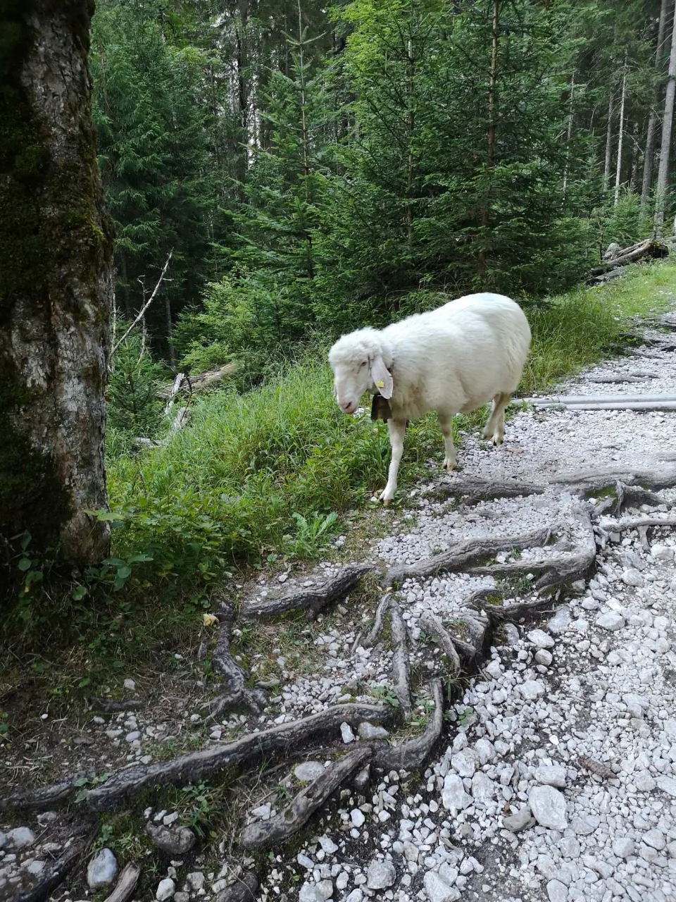 Trail company by the stream: a sheep on the stony path.