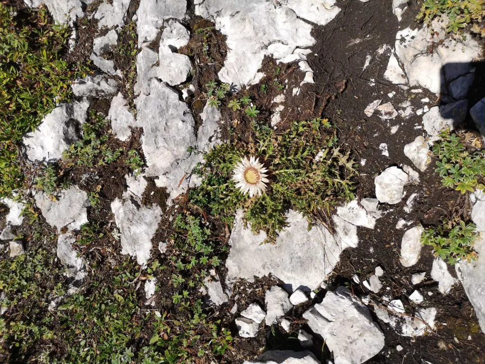 Spare beauty by the path — lichen and cushion plants on the limestone.